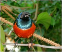 Lamprotornis superbus - Superb Starling