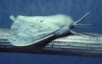 Image of: Arctiidae (footman moths and tiger moths)