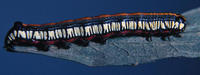 Image of: Noctuidae (cutworms, dagger moths, noctuid moths, owlet moths, and underwings)