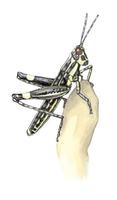 Image of: Zonocerus variegatus