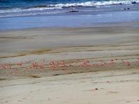 Image of: Ocypode