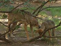 Canis lupus lupus - Gray Wolf