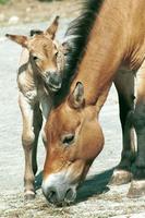 Equus ferus przewalskii - Przewalski's Wild Horse