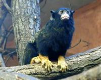 Saguinus midas - Midas Tamarin