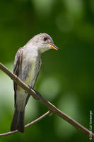 Image of: Contopus virens (eastern wood pewee)