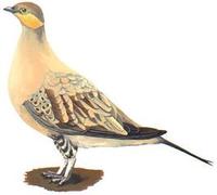 Image of: Pterocles senegallus (spotted sandgrouse)