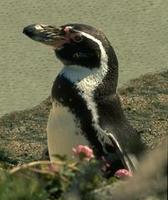 Image of: Spheniscus humboldti (Humboldt penguin)