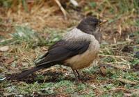 Image of: Turdus kessleri (Kessler's thrush)