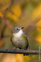 Image of: Vireo solitarius (blue-headed vireo)