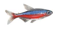 Image of: Paracheirodon axelrodi (cardinal tetra)