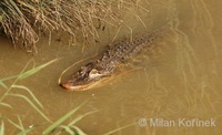 Alligator mississippiensis - American Alligator