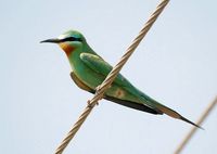 Blue-cheeked Bee-eater - Merops persicus