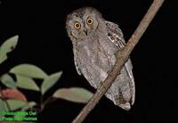 Oriental Scops Owl - Otus sunia