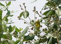 Javan White-eye - Zosterops flavus