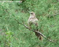 Tibetan Babax - Babax koslowi