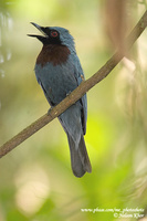 Maroon-breasted Philentoma - Philentoma velata