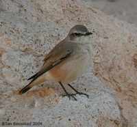 Red-tailed Wheatear - Oenanthe chrysopygia