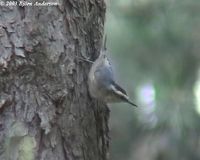 Chinese Nuthatch - Sitta villosa