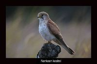 Nankeen Kestrel