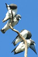 White breasted Woodswallow