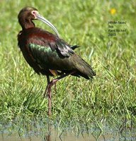 White-faced Ibis - Plegadis chihi