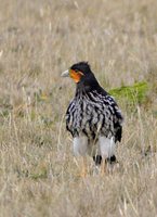 Carunculated Caracara - Phalcoboenus carunculatus