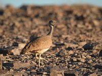 Rueppell's Bustard - Eupodotis rueppellii