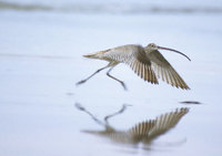 Far Eastern Curlew (Numenius madagascariensis) photo