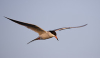 Forster's Tern (Sterna forsteri) photo