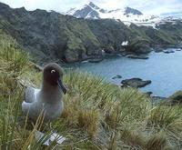 Light-mantled Albatross (Phoebetria palpebrata) photo