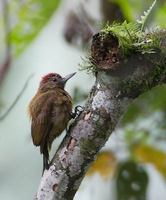 Smoky-brown Woodpecker (Veniliornis fumigatus) photo