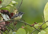 Short-billed Antwren (Myrmotherula obscura) photo