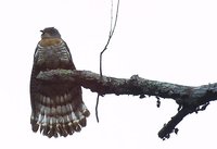 Large Hawk-Cuckoo - Cuculus sparverioides