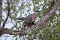 Red-capped Coua - Coua ruficeps