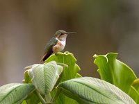 Volcano Hummingbird - Selasphorus flammula