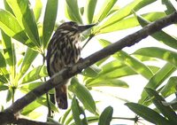 Lanceolated Monklet - Micromonacha lanceolata