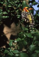 Red-and-yellow Barbet - Trachyphonus erythrocephalus