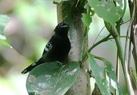 Dot-winged Antwren - Microrhopias quixensis