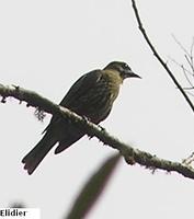 Three-wattled Bellbird - Procnias tricarunculata