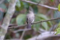 Drab Water-Tyrant - Ochthornis littoralis