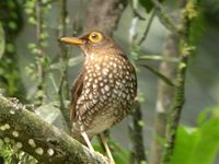 Forest Thrush - Cichlherminia lherminieri