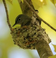 Blue-gray Gnatcatcher - Polioptila caerulea