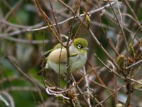 Silver-eye - Zosterops lateralis