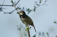 Red-shouldered Vanga - Calicalicus rufocarpalis