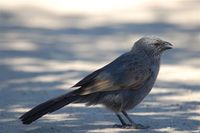 Apostlebird - Struthidea cinerea