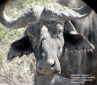 Red-billed Oxpecker - Buphagus erythrorhynchus