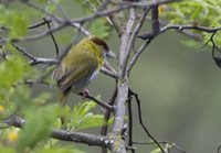 Rufous-browed Peppershrike - Cyclarhis gujanensis