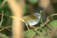 White-rimmed Warbler - Basileuterus leucoblepharus