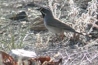 Black-throated Sparrow - Amphispiza bilineata