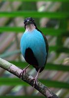 AZURE-BREASTED PITTA